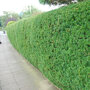 Taxushaag (Taxus baccata)